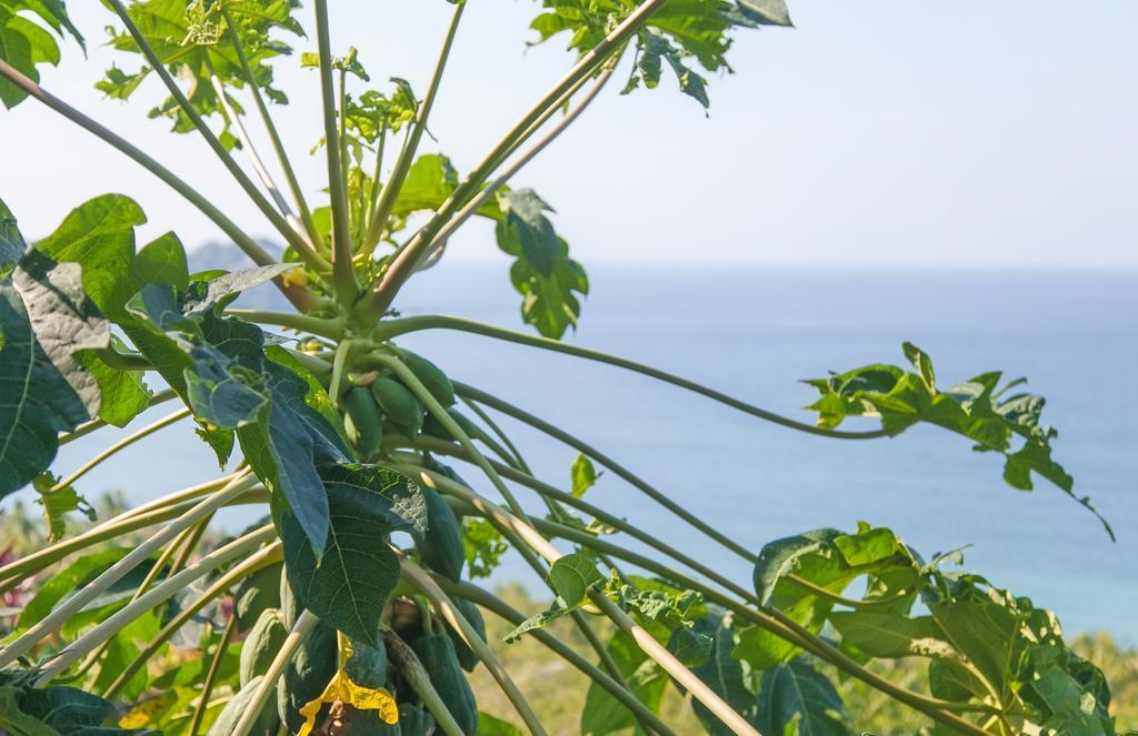 Casa Los Arcos Sayulita Bagian luar foto